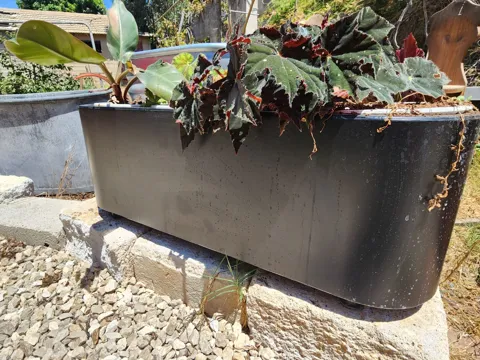 אובלי ססיליה קטן לשתילה ברזל מגולוון: תמונה 2
