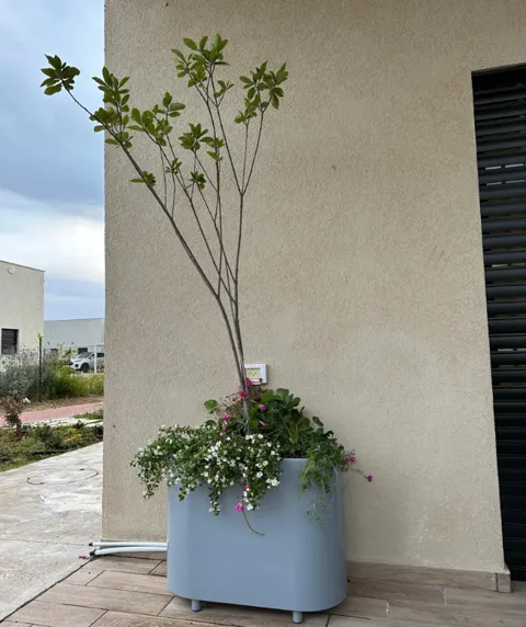 אובלי ססיליה גבוה לשתילה ברזל מגולוון- רוחב 30: תמונה 3
