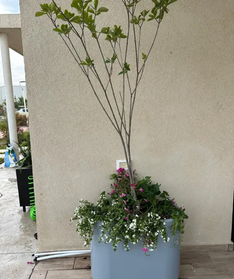 אובלי ססיליה גבוה לשתילה ברזל מגולוון- רוחב 30: תמונה 4