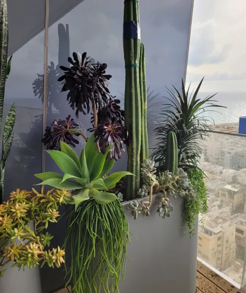 אובלי ססיליה גבוה לשתילה ברזל מגולוון- רוחב 40: תמונה 4