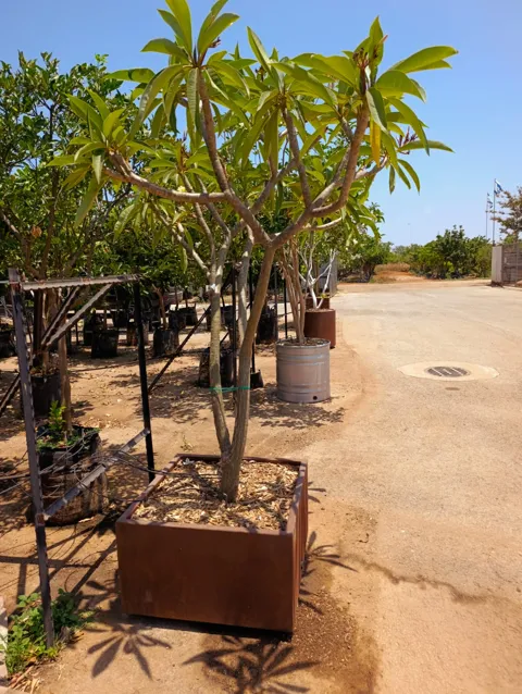 עץ פיטנה (Vitex agnus-castus) קובייה מעוצבת נמוכה מקורטן מעוצב: תמונה 5