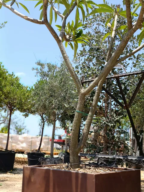 עץ פיטנה (Vitex agnus-castus) קובייה מעוצבת נמוכה מקורטן מעוצב: תמונה 2