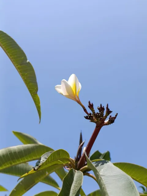 עץ פיטנה (Vitex agnus-castus) קובייה מעוצבת נמוכה מקורטן מעוצב: תמונה 3
