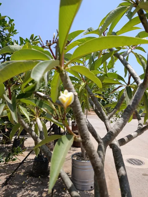 עץ פיטנה (Vitex agnus-castus) קובייה מעוצבת נמוכה מקורטן מעוצב: תמונה 4