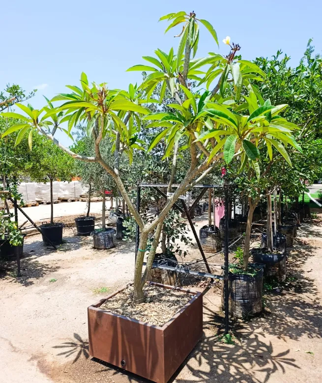 עץ פיטנה (Vitex agnus-castus) קובייה מעוצבת נמוכה מקורטן מעוצב: תמונה 1