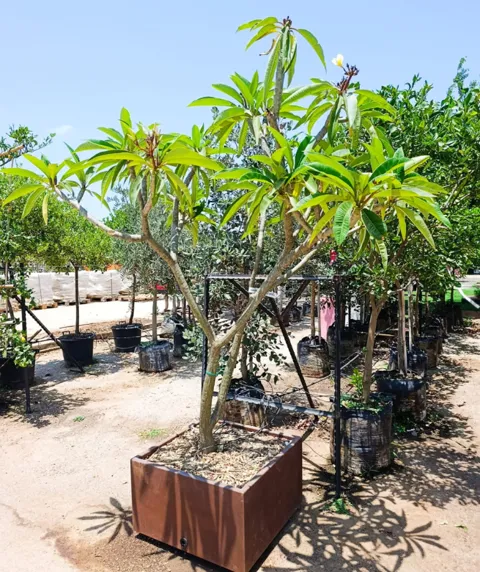 עץ פיטנה (Vitex agnus-castus) קובייה מעוצבת נמוכה מקורטן מעוצב