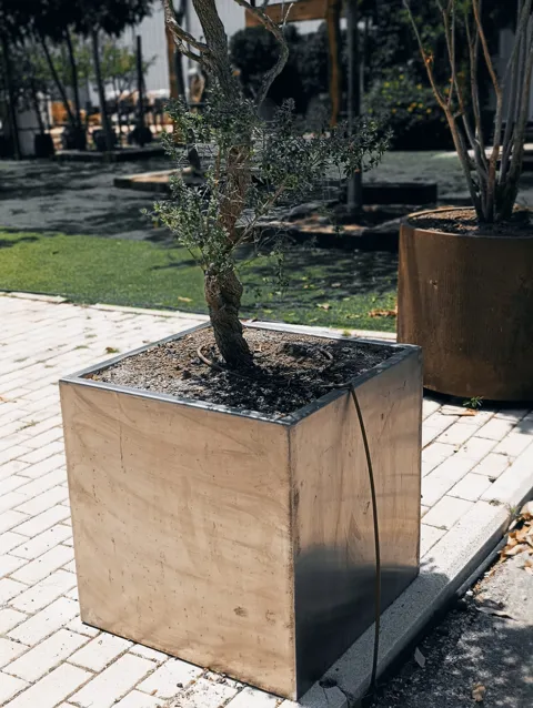 עץ לויקופיליום שתול באדנית קובייה נירוסטה יוקרתית: תמונה 2