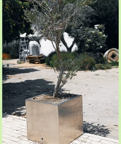 עץ לויקופיליום שתול באדנית קובייה נירוסטה יוקרתית