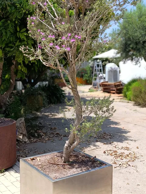 עץ לויקופיליום שתול באדנית קובייה נירוסטה יוקרתית: תמונה 3