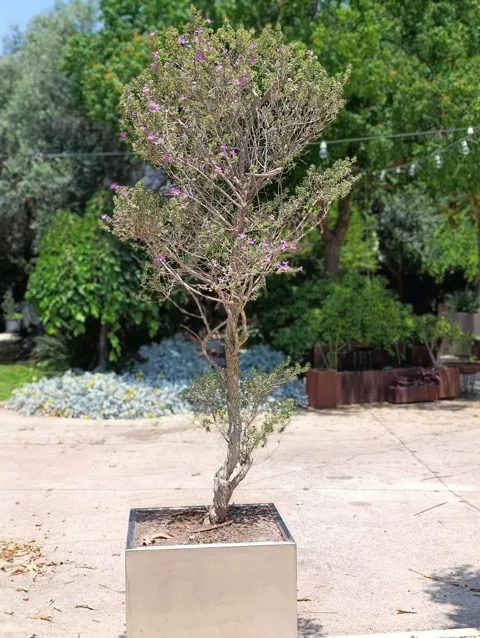 עץ לויקופיליום שתול באדנית קובייה נירוסטה יוקרתית: תמונה 4