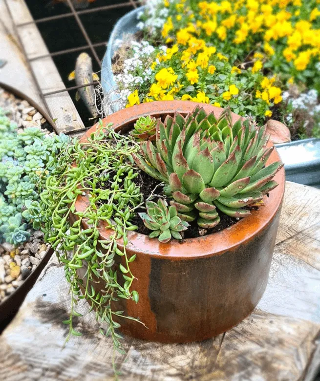מיכל שתילה קורטן עגול נמוך: תמונה 1