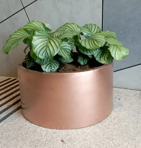 בריכת נוי עגולה נמוכה לצמחיית מים מברזל מגולוון: תמונה 4