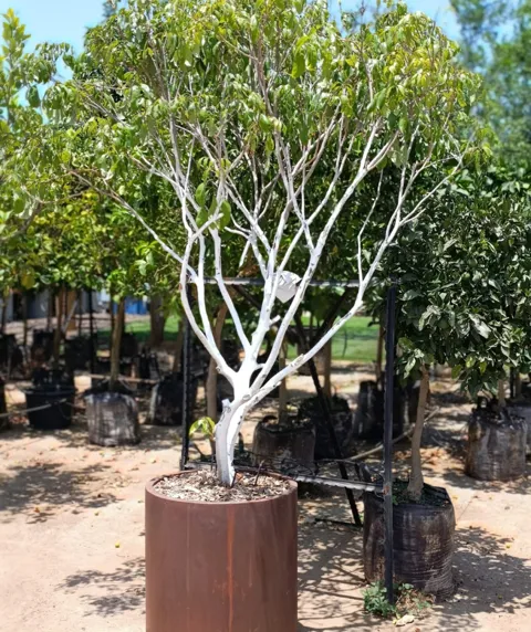 עץ ליצ’י (Litchi chinensis) במיכל עגול קורטן מעוצב