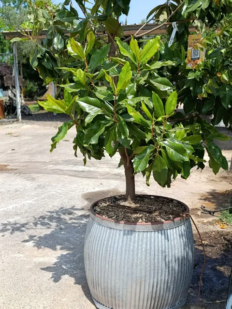 Magnolia grandiflora במיכל ברזל מעוצב: דגם דולי רקועים: תמונה 2