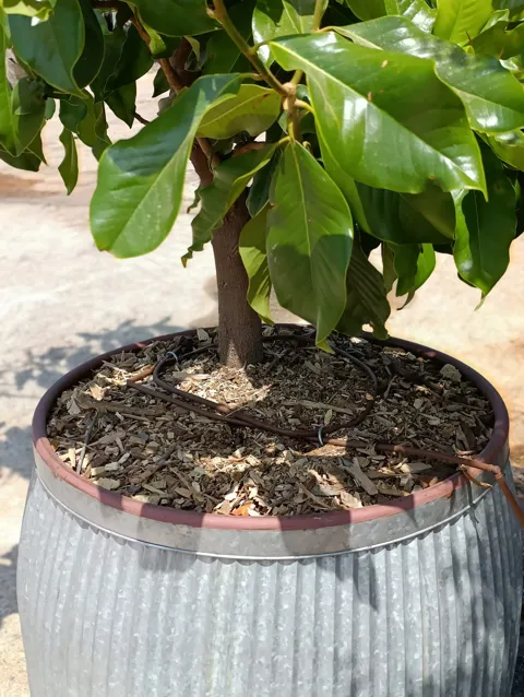 Magnolia grandiflora במיכל ברזל מעוצב: דגם דולי רקועים: תמונה 3