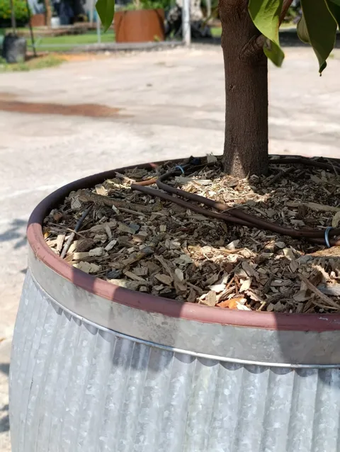 Magnolia grandiflora במיכל ברזל מעוצב: דגם דולי רקועים: תמונה 4