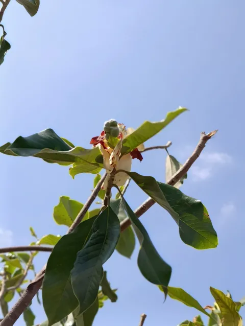Magnolia grandiflora במיכל ברזל מעוצב: דגם דולי רקועים: תמונה 5