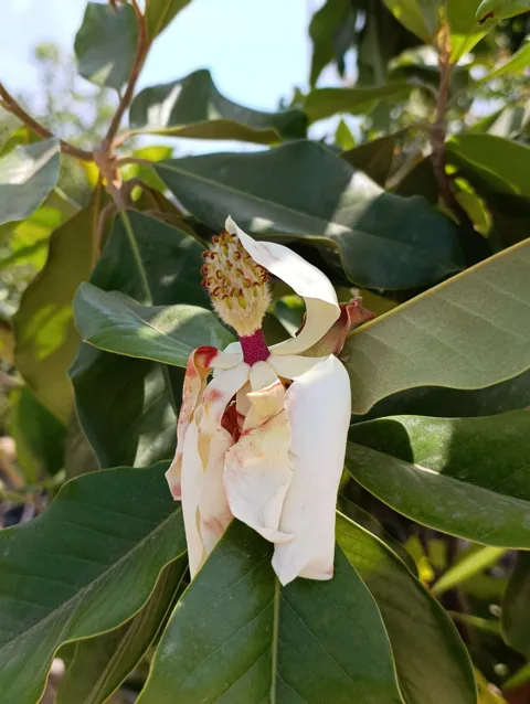 Magnolia grandiflora במיכל ברזל מעוצב: דגם דולי רקועים: תמונה 6