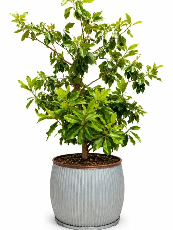 Magnolia grandiflora במיכל ברזל מעוצב: דגם דולי רקועים: תמונה 1