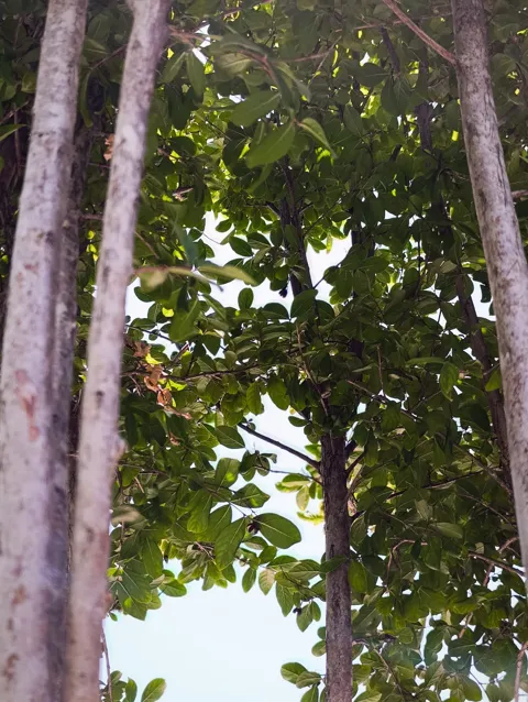 لاغرستروميا متعددة السيقان في حوض كورتن هندسي: 4