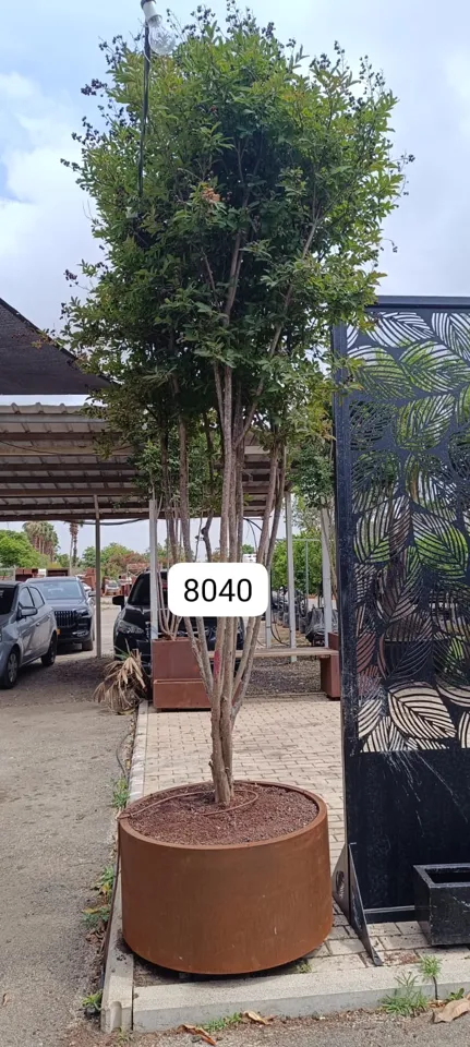 Multi-stem crape myrtle planted in designer corten planters: 2
