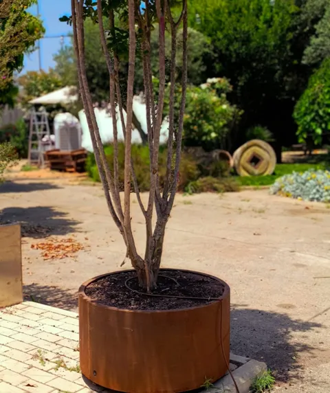 עץ לגסטרמיה רב-גזע שתול באדניות קורטן מעוצבות