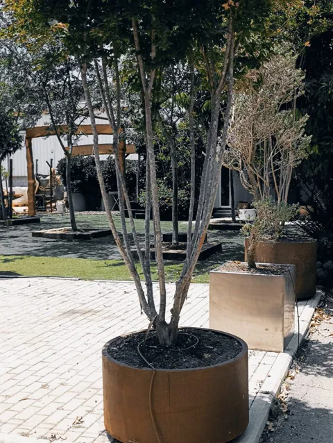 Multi-stem crape myrtle planted in designer corten planters: 3