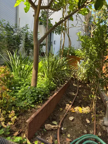 תיחום קורטן סביב עצים ושיחים בגינה