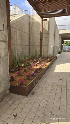 ערוגה מוגבהת מקורטן לאורך מעבר מרוצף
