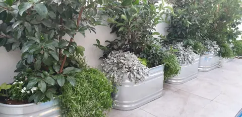 אדניות שוקת מגולוונות עם שיחים לאורך קיר