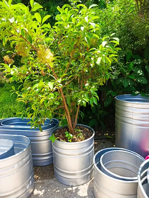 מורן מבריק (Murraya paniculata) במיכל רטרו עגול: תמונה 6
