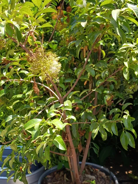מורן מבריק (Murraya paniculata) במיכל רטרו עגול: תמונה 4