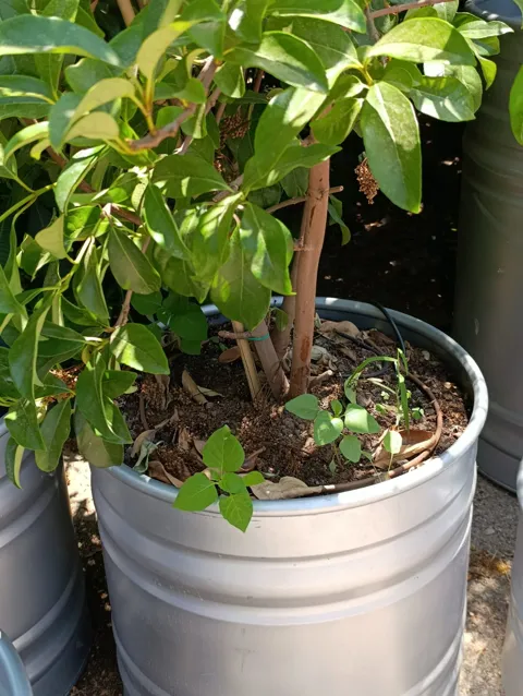 מורן מבריק (Murraya paniculata) במיכל רטרו עגול: תמונה 5