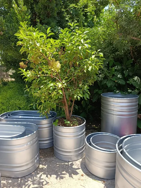 מורן מבריק (Murraya paniculata) במיכל רטרו עגול: תמונה 2