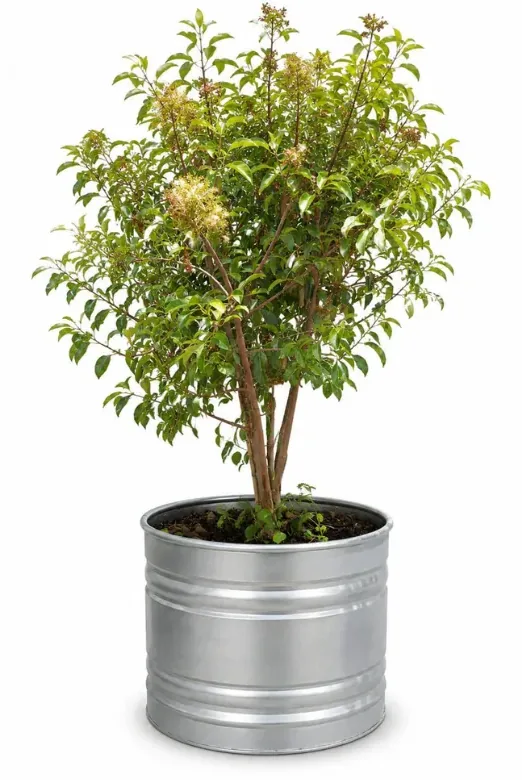 מורן מבריק (Murraya paniculata) במיכל רטרו עגול: תמונה 1