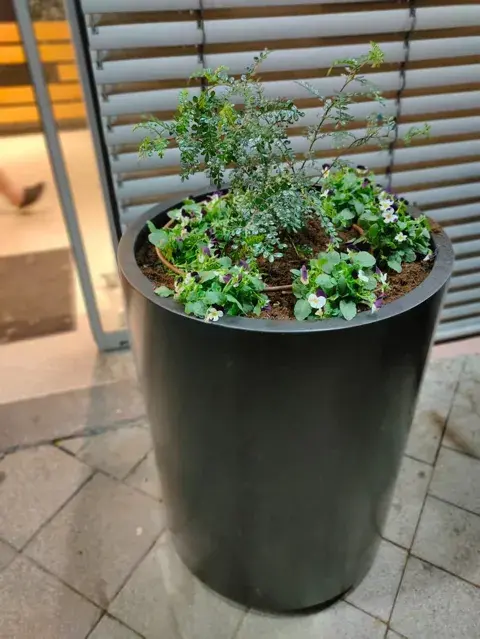 מסעדות סיקפה, כביש 6 3