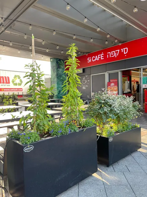 מסעדות סיקפה, כביש 6 8
