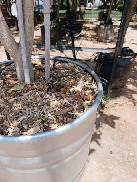 עץ טבֶּנרה (Tabernaemontana) במיכל רטרו עגול: תמונה 5