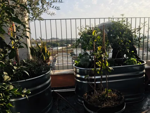 אדנית רטרו אורבן אובלית נמוכה לשתילה ברזל מגולוון: תמונה 6